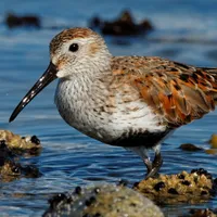 WWN Dunlin on the Shore