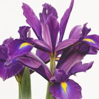 WWN Elegant Dutch Iris Purple Sensation