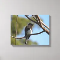 Canvas print - Flycatcher in tree