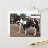 Pinto Draft Horse Postcard