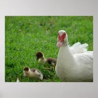 Muscovy Hen And Ducklings Poster