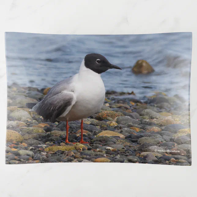 Bonaparte's Gull at the Beach Trinket Tray