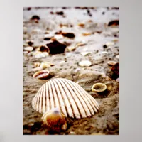 Shells on the seashore.. Print