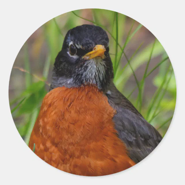 Curious American Robin Songbird in the Grass Classic Round Sticker