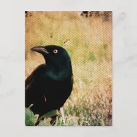 Grackle 3 postcard