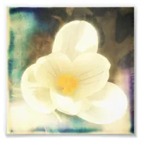 First Flower of Spring Photo Print
