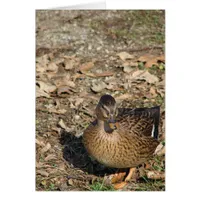Call Duck