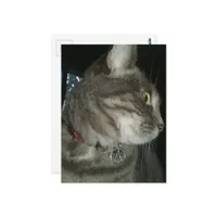 adorable grey tabby cat pentagram collar postcard