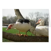 Muscovy Hens in a Tree