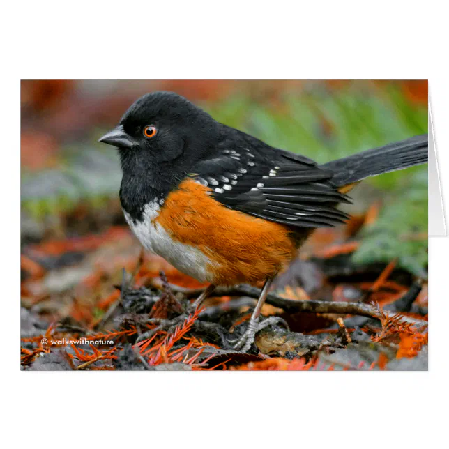 Profile of a Spotted Towhee