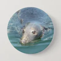 Cute Seal Photo in Cape Cod Chatham Pier Button