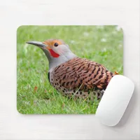Stunning Northern Flicker Foraging in the Grass Mouse Pad