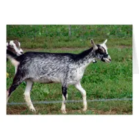 Beautiful Amish Goat Blank Inside Greeting Card