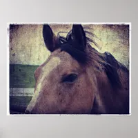 Buckskin Horse Poster