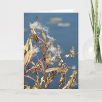 Milkweed at the Nature Area Card