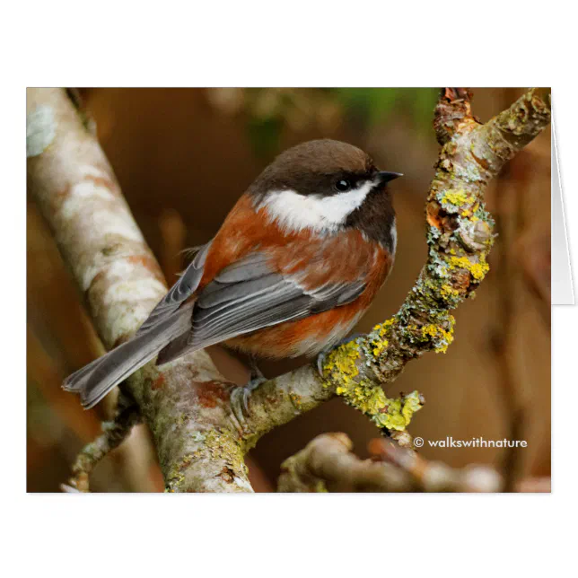 Cute Chestnut-Backed Chickadee Songbird