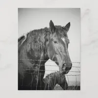 Horses Behind the Fence in Black and White Postcard