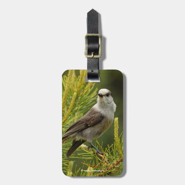 A Cute and Curious Grey Jay / Whiskeyjack Luggage Tag