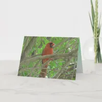 Cute Cardinal in Tree Photo Blank Card