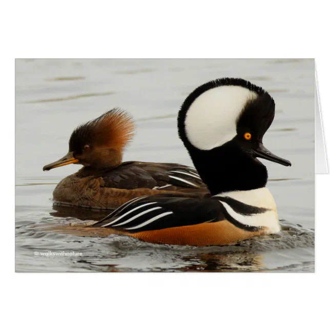 A Meeting of Hooded Mergansers