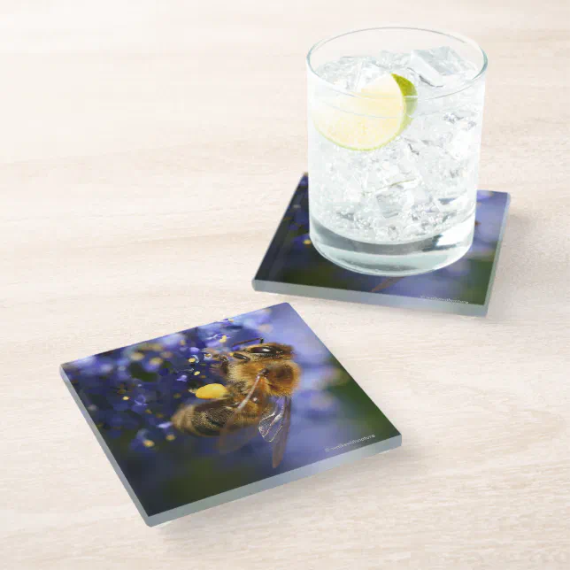 Beautiful Honeybee on the California Lilac Glass Coaster