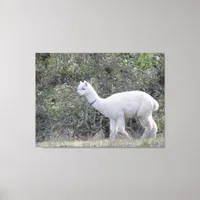 Canvas print - White Alpaca