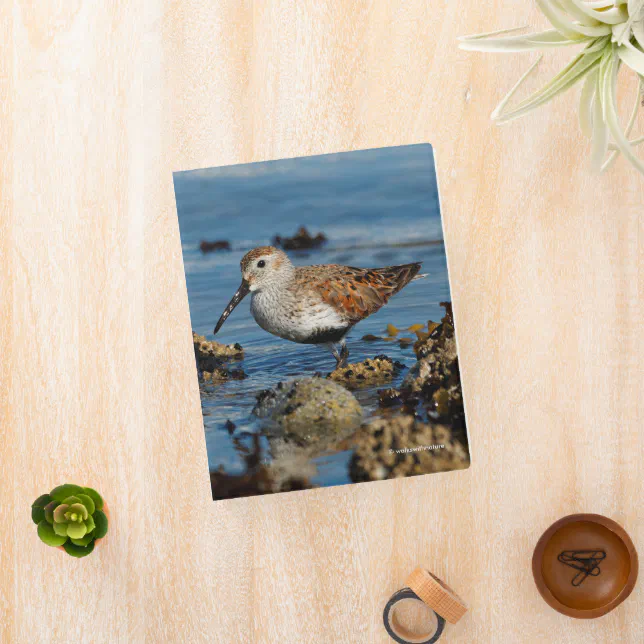 Beautiful Dunlin Shorebird at the Beach Mini Binder