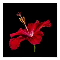 Red Hibiscus Flower Side View Poster