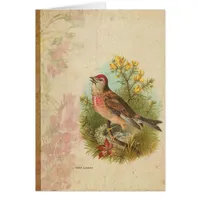 Rose Linnet