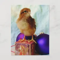 Christmas Chick 2 Holiday Postcard