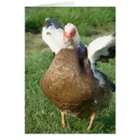 Muscovy Hen