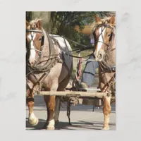  Two Red Roan Horses Postcard
