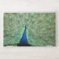 Laptop Skin - Proud Peacock