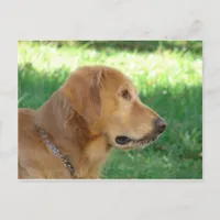 Pretty Boy Postcard