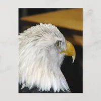 Bald Eagle Postcard