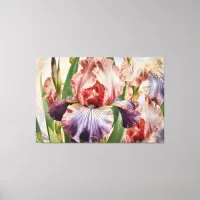 *~* Deep Rose IRIS Irises Vintage Floral TV2 Canvas Print