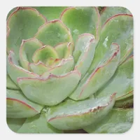 Succulent, Hen and Chicks Square Sticker