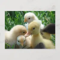 Chicks and Ducklings Postcard