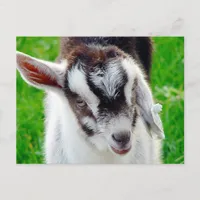 Pretty Goat Kid Postcard