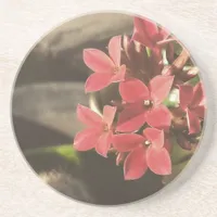 Blooming Succulents in my Garden Coaster