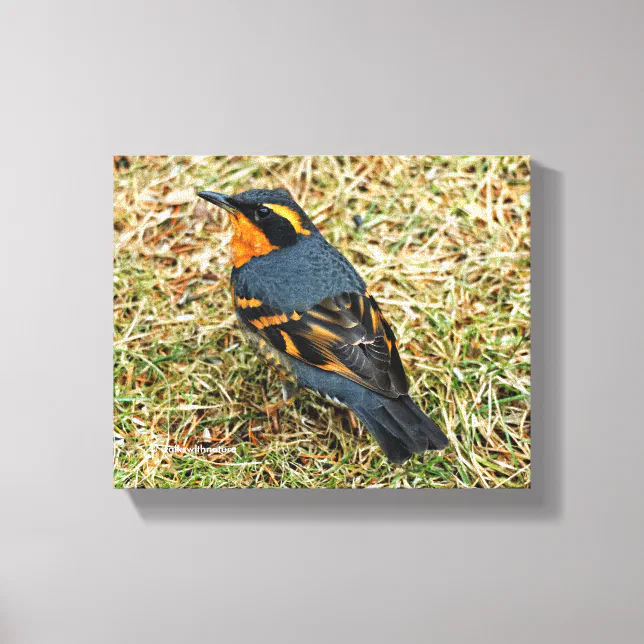 Stunning Varied Thrush on the Lawn Canvas Print