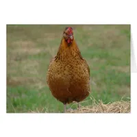 Hen On a Hay Bale