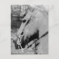 Horse in Black and White Postcard