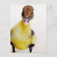 Muscovy Duckling Postcard