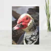 Muscovy Drake Card