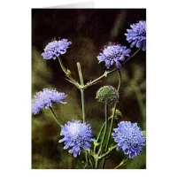 Wildflower: Field Scabious