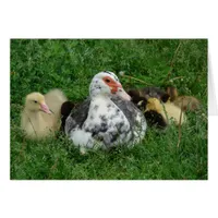 Sky and the ducklings 