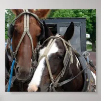 Two Horse Team With One Pinto Poster