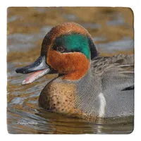 A Chatty Green-Winged Teal Duck at the Pond Trivet