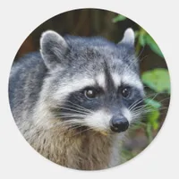 Cute Posing North American Raccoon Classic Round Sticker